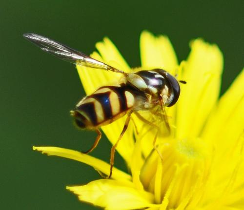 Réf. 214 367 : Dasysyrphus albostriatus
